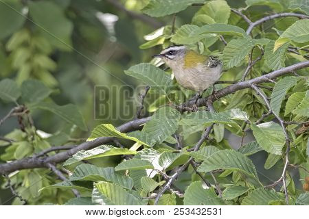 Regulus Ignicapilla, Common Firecrest On Tree