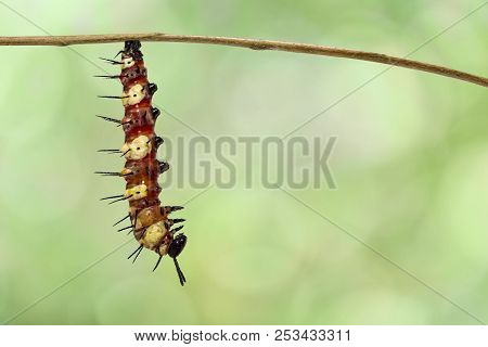 Caterpillar To Chrysalis Of Leopard Lacewing Butterfly ( Cethosia Cyane Euanthes ) Hanging On Twig W