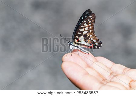 Common Jay Butterfly (graphium Doson) Is  Resting On Human Finger