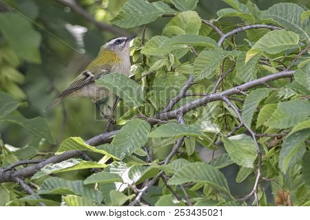 Regulus Ignicapilla, Common Firecrest On Tree