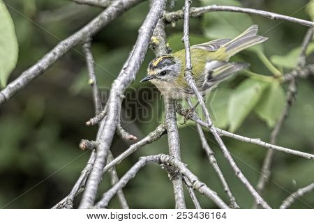 Regulus Ignicapilla, Common Firecrest On Tree