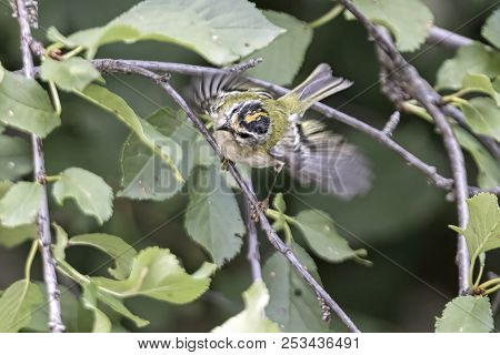 Regulus Ignicapilla, Common Firecrest On Tree
