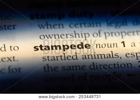 Stampede Word In A Dictionary. Stampede Concept.