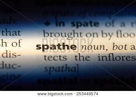 Spathe Word In A Dictionary. Spathe Concept.