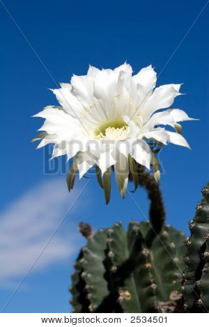 Kaktus blomst