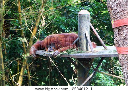 The Orangutans Are Three Extant Species Of Great Apes Native To Indonesia And Malaysia.