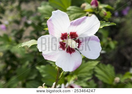Hibiscus Syriacus 'mathilde' White Flower.