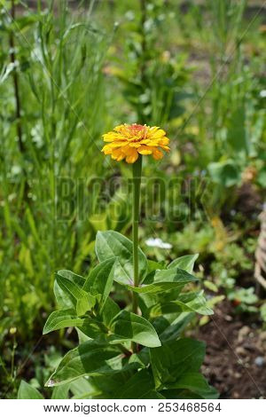 Zinnia Plant With Bold Yellow Flower