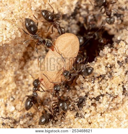 Ants And Formic Eggs In Nature. Macro