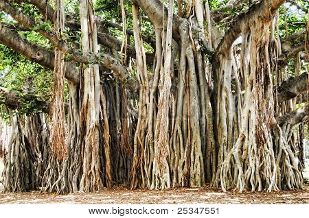 Banyan drzewo