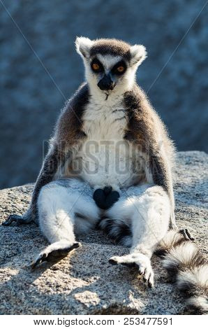 Ring-tailed Lemur, Lemur Catta, Are Primates Native To The Island Of Madagascar In Africa.