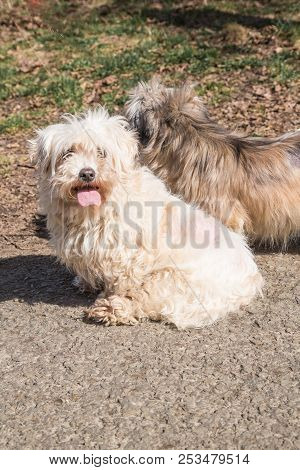 Mature Bichon Dog Outdoor Living In Belgium