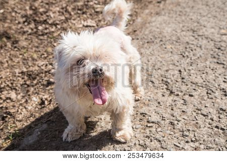 Mature Bichon Dog Outdoor Living In Belgium