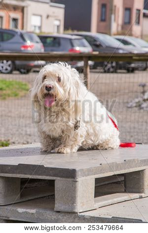 Mature Bichon Dog Outdoor Living In Belgium
