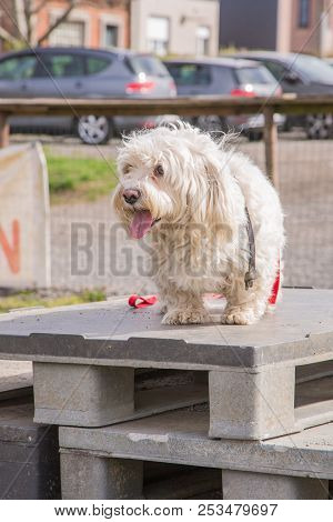 Mature Bichon Dog Outdoor Living In Belgium