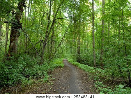 Deciduous Forest At Summer Day In The Karelian Isthmus, Russia.