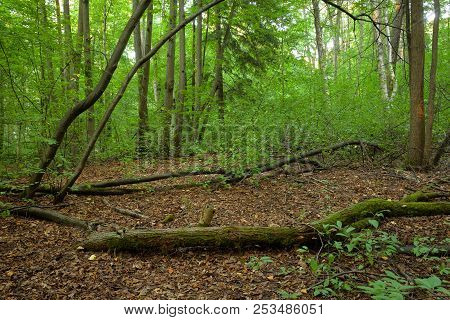 Fallen Trees In The Deciduous Forest In The Karelian Isthmus, Russia.