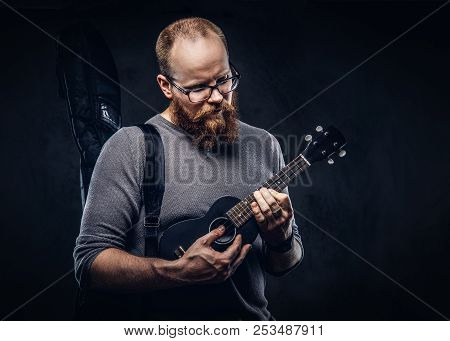 Redhead Bearded Male Musician Wearing Glasses Dressed In A Gray T-shirt Playing On A Ukulele. Isolat