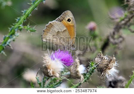 Butterfly Drinks Nectar From A Thistle Flower Plant. The Meadow Brown (maniola Jurtina) Is A Butterf