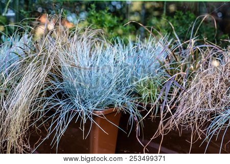 festuca plant in the pot