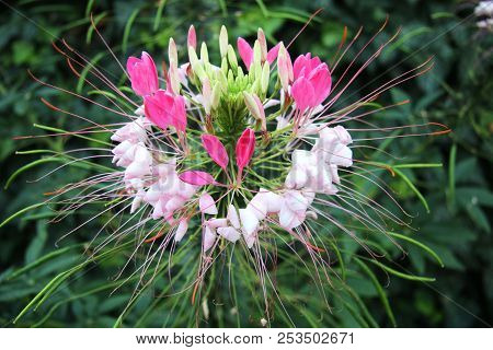 Closeup Shot Of Beautiful Flower Cleoma Spinosa