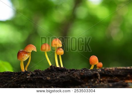 Mycena Renati Mushroom Cluster, The Beautiful Bonnet