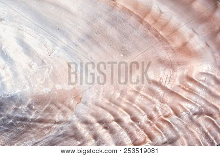 Luxury Nacre Seashell Background Texture Close Up