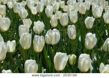 Tulipani