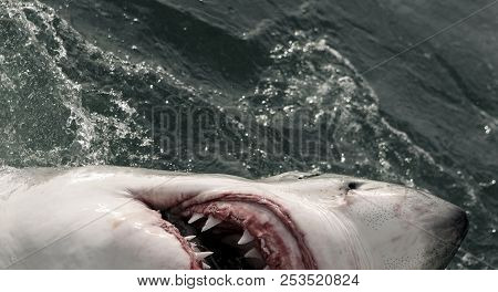Great White Shark (carcharodon Carcharias) Swimming On Ocean Surface, South Africa