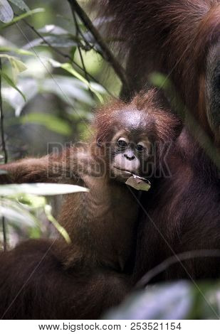 Baby Sumatran Orangutan (pongo Abelii) With Mother In Jungle At Gunung Leuser National Park