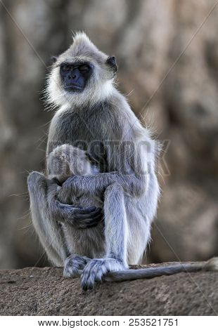 Tufted Gray Langur (semnopithecus Priam) Monkey Falling Asleep While Nursing Baby, Sri Lanka