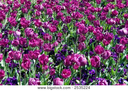 Tulipani