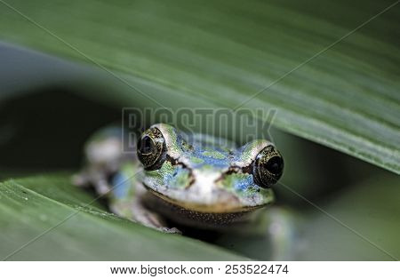 Masked Tree Frog (smilisca Phaeota) Camouflaged Among Plant Leaves