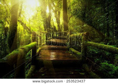 Green Moss And Wooden Bridge