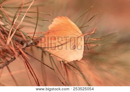 Leaf On Needles And Needles In Autumn .