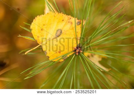 Leaf On Needles And Needles In Autumn .