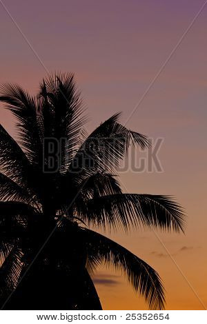 Silhouette Of Coconut Tree