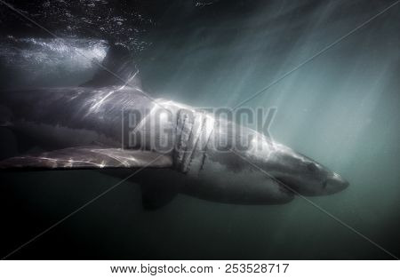 Great White Shark (carcharodon Carcharias) Swimming Underwater In South Africa