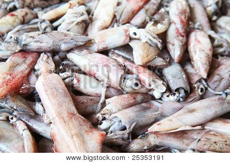 Calmar (Photololigo duvauceli),