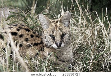 Serval (leptailurus Serval) Cat Resting In Grass