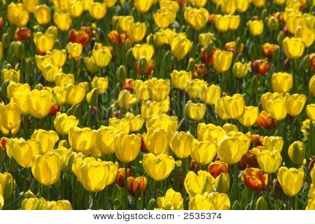 Tulipani