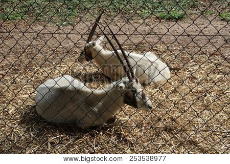 Photography Of Two White Oryx (oryx Leucoryx)
