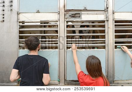 Sabadell, España, August 8, 2018: Cows In A Truck Interior, Sad, On The Way To The Slaughterhouse, A
