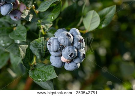 Fresh Organic Blueberries On The Bush. Close Up