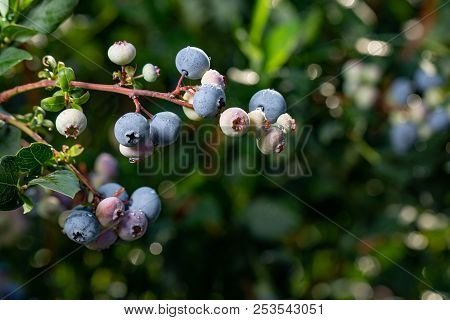 Fresh Organic Blueberries On The Bush. Close Up