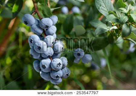 Fresh Organic Blueberries On The Bush. Close Up