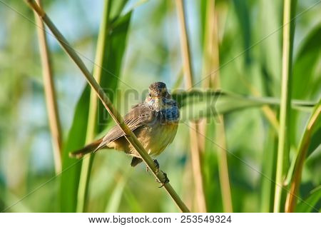Yellow-throated Bluethroat (luscinia Svecica) Sits On A Reed Stalk Near The Nest (against A Backgrou