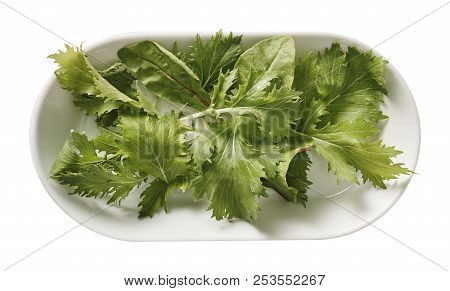 Green Grass On Plate.  Preparing Ingredients For Cooking.