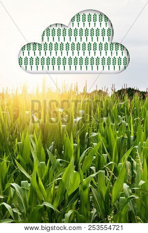 Concept For Agritech Showing Data Cloud Above A Field Of Crops On A Smart Farm.