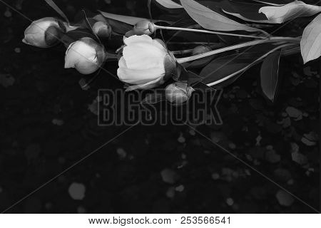 Flowering Peonies On A Black Background. Black And White Image.